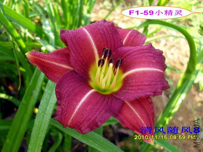 F1-59С���� (1).jpg