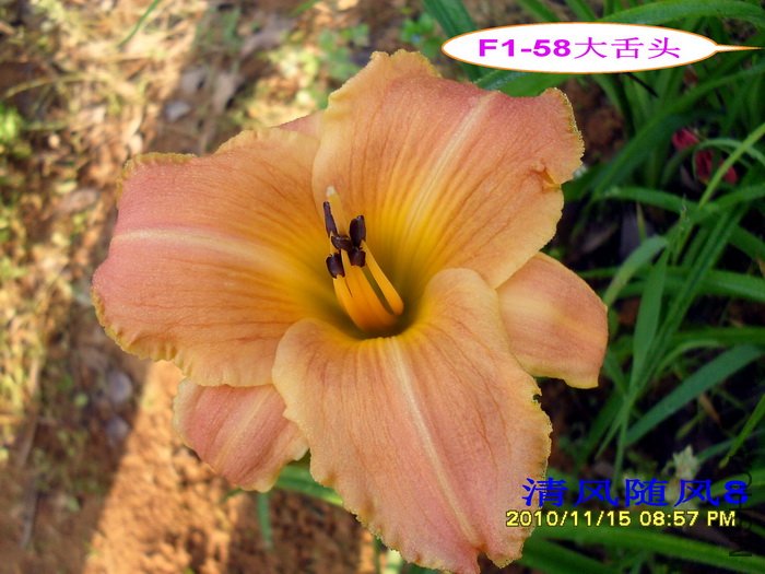 F1-58����ͷ (2).jpg