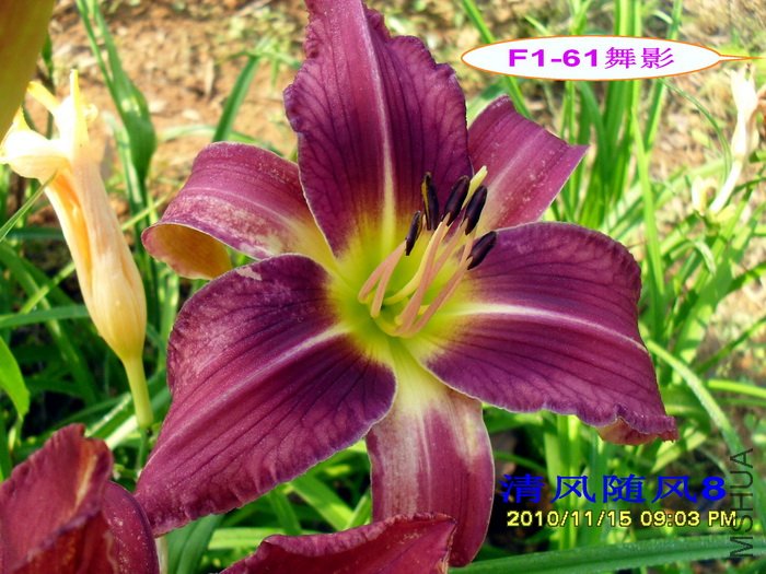 F1-61��Ӱ (2).jpg