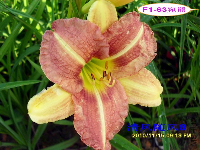 F1-63���� (2).jpg