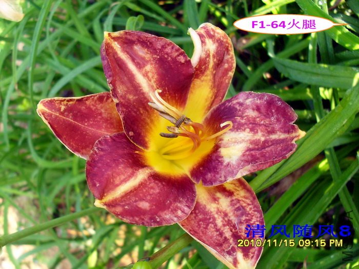 F1-64���� (1).jpg