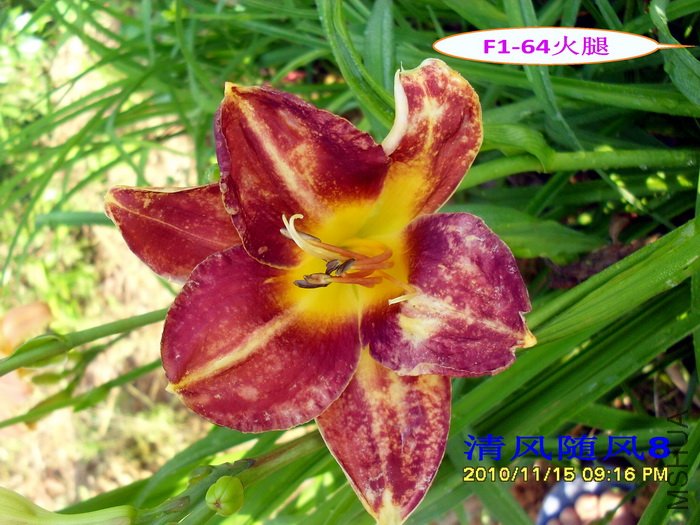 F1-64���� (2).jpg