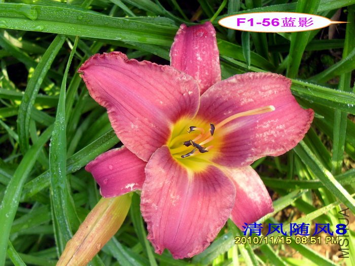 F1-56��Ӱ (2).jpg