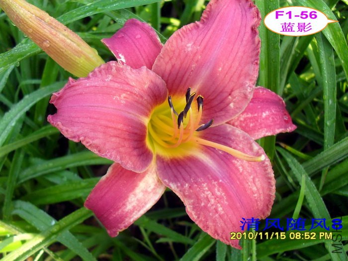 F1-56��Ӱ (1).jpg