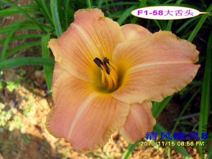 F1-58����ͷ (1).jpg