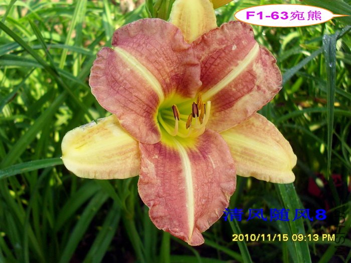 F1-63���� (1).jpg