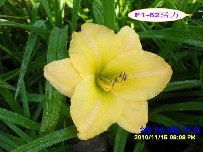 F1-62���� (1).jpg