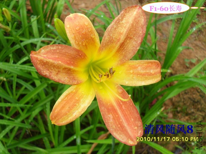 F1-60���� (1).jpg