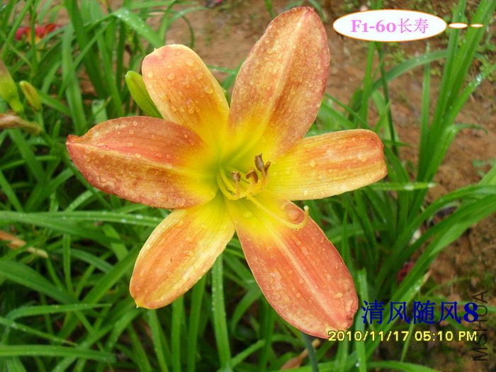 F1-60���� (2).jpg