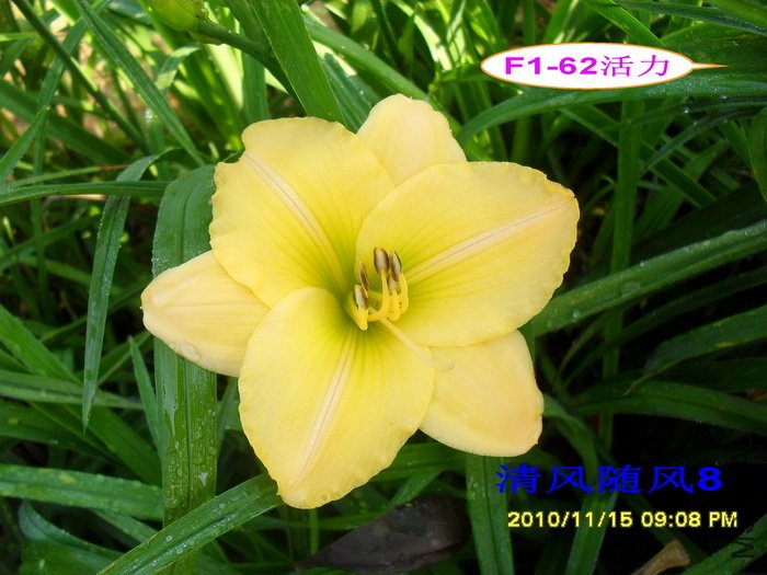 F1-62���� (2).jpg