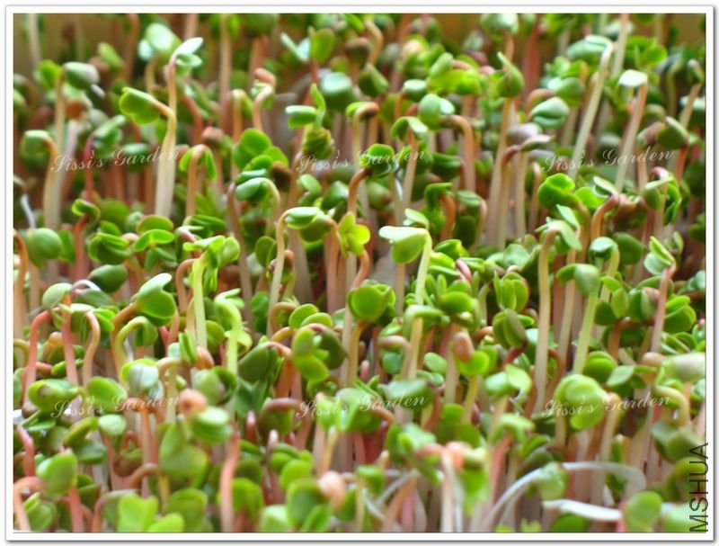 110608 �ܲ� 3.jpg