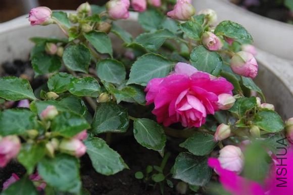 DSC_0438.JPG