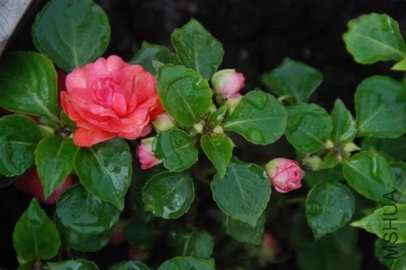 DSC_0443.JPG