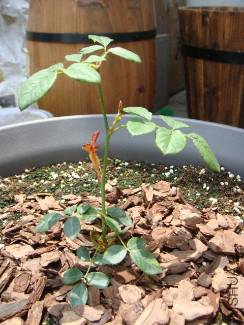 ��ת DSC02486.JPG