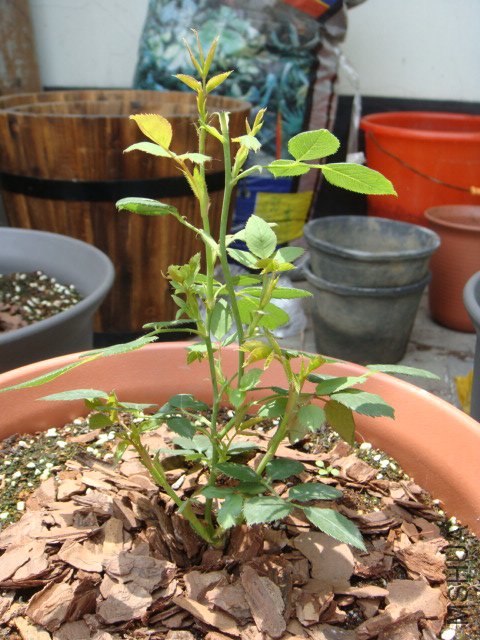 ��ת DSC02485.JPG