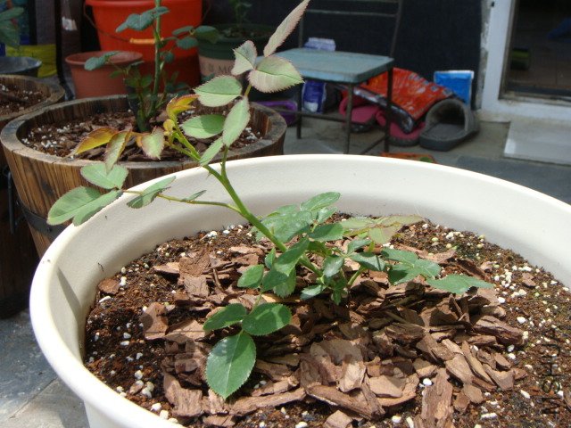 DSC02484.JPG