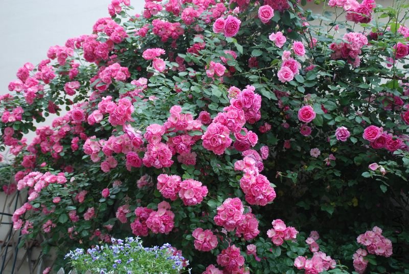 DSC_0001.JPG