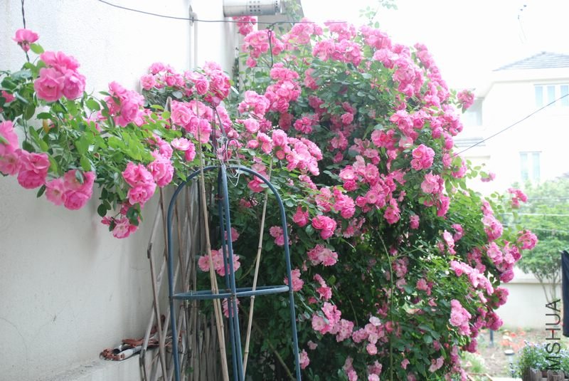 DSC_0010.JPG