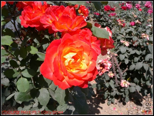 DSCN1098.jpg