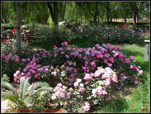 DSCN1130.jpg