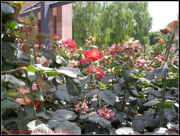 DSCN1158.jpg
