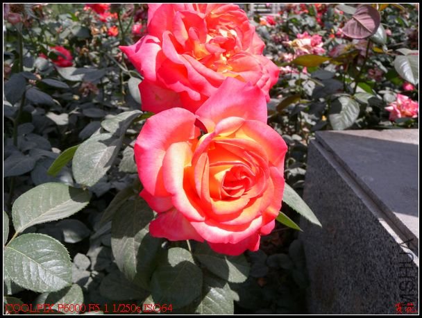 DSCN1157.jpg