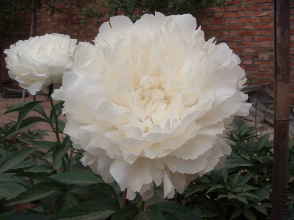 DSCN3239.JPG