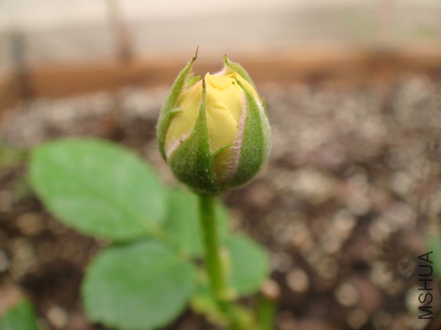 DSC01747.JPG