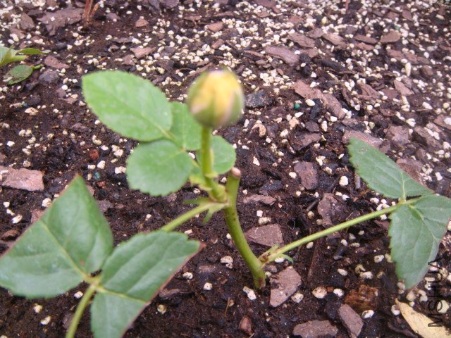 DSC01746.JPG