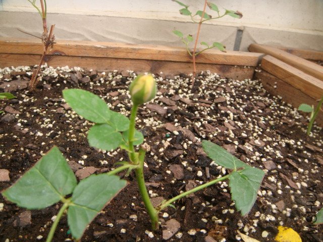 DSC01744.JPG