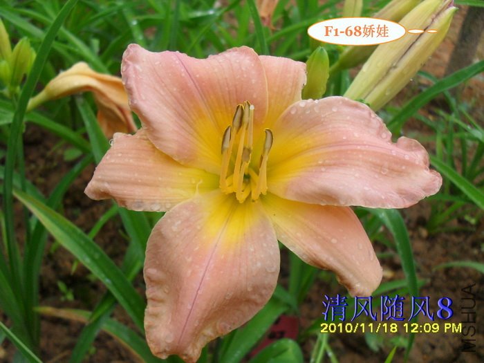 F1-68����1 (3).jpg