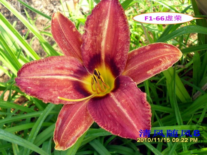 F1-66���� (1).jpg