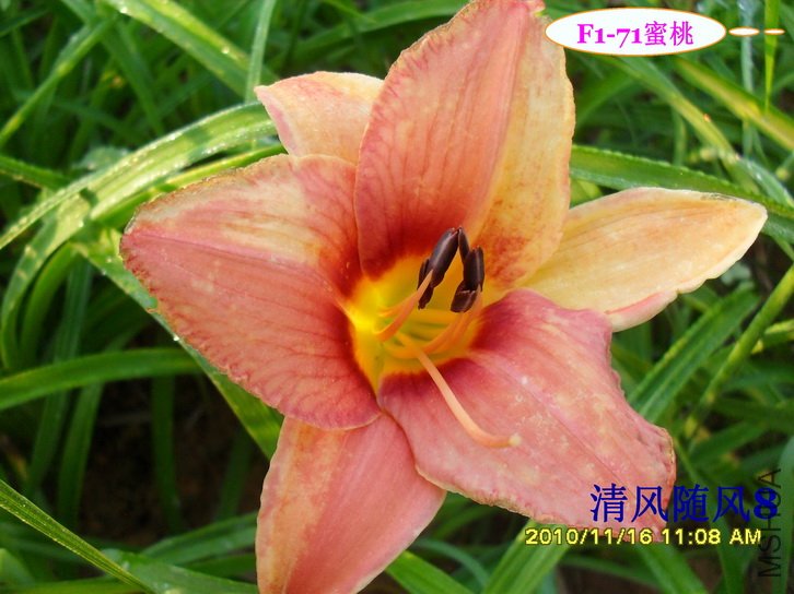 F1-71���� (1).jpg