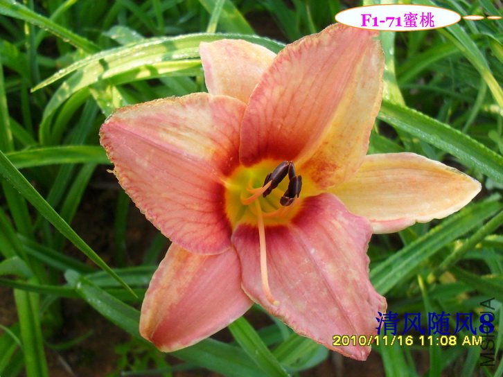 F1-71���� (2).jpg