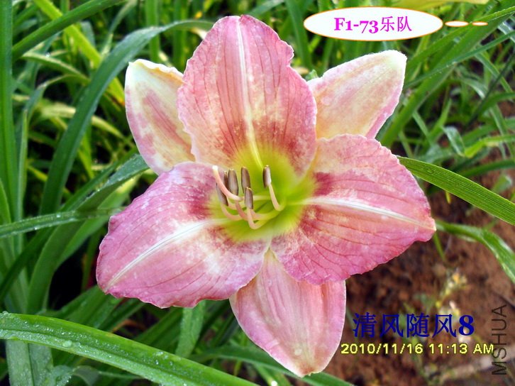 F1-73�ֶ� (1).jpg