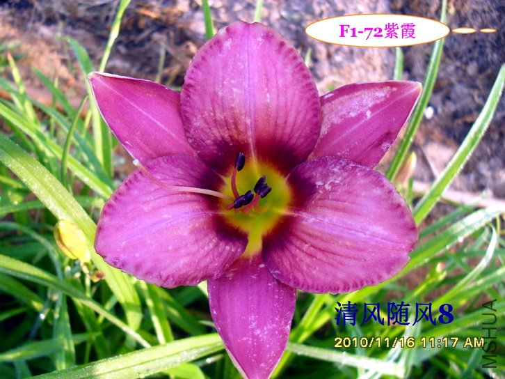 F1-72��ϼ (2).jpg