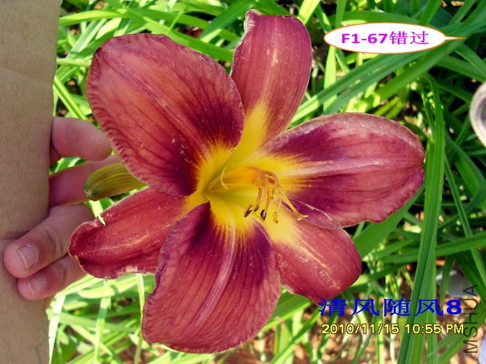 F1-67���� (1).jpg