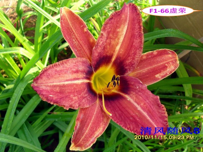 F1-66���� (2).jpg