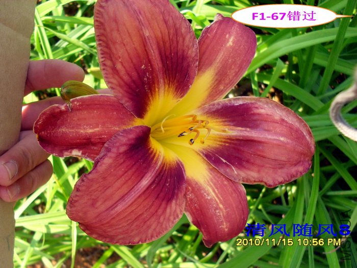 F1-67���� (2).jpg