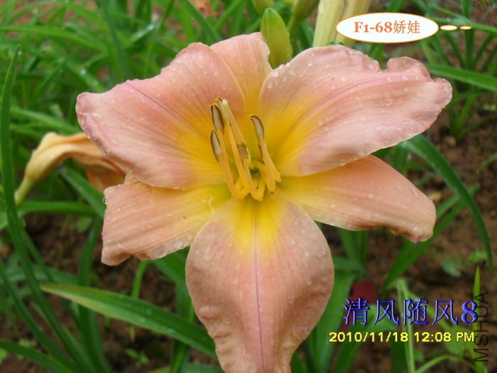 F1-68����1 (2).jpg