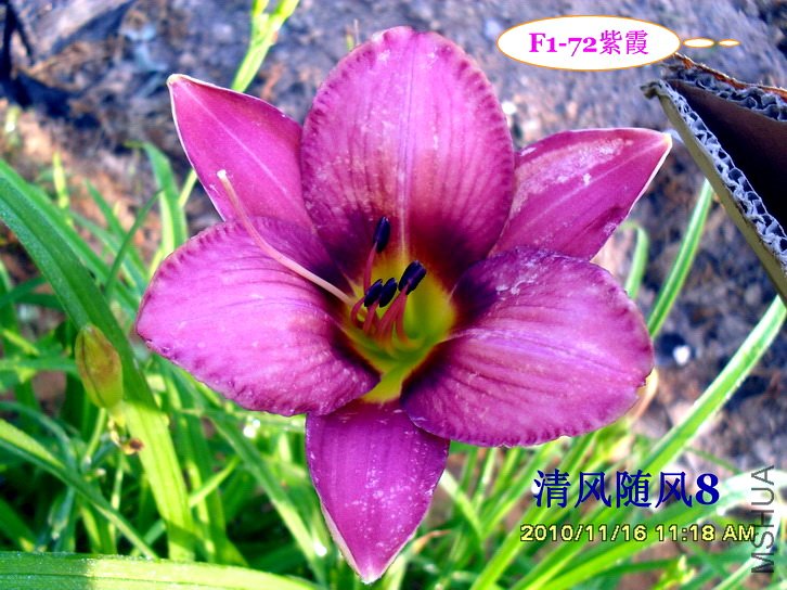 F1-72��ϼ (1).jpg