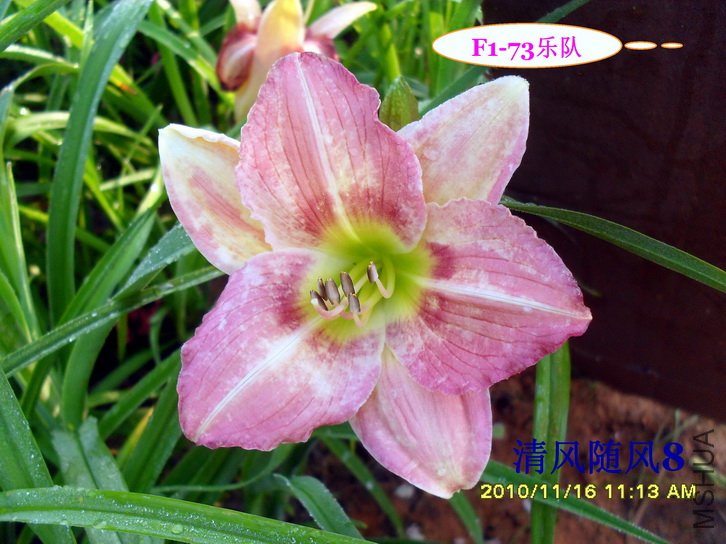 F1-73�ֶ� (2).jpg