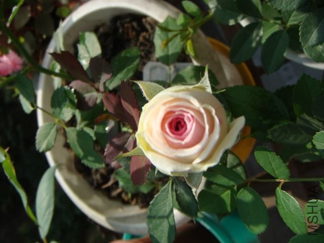 DSC00897A.jpg