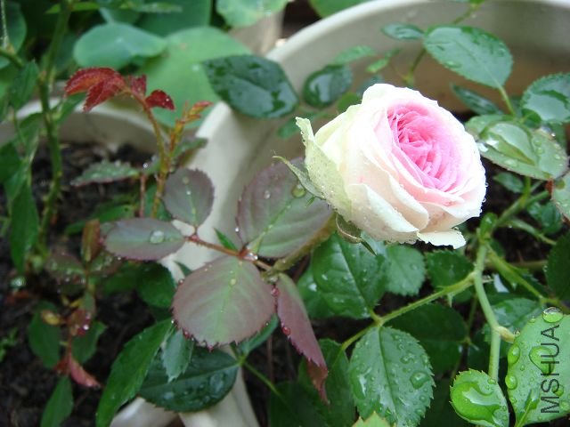 DSC00903A.jpg