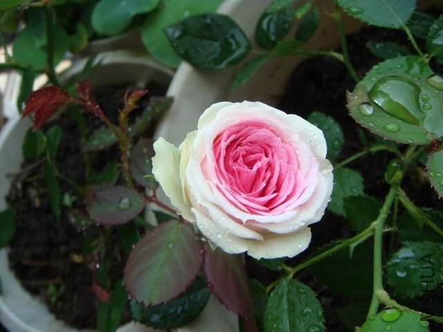 DSC00899A.jpg