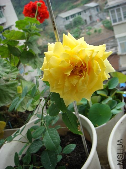 DSC00830.JPG