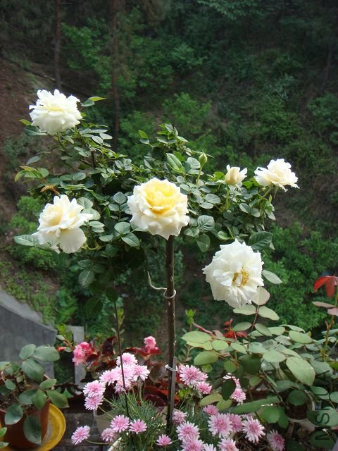 DSC00753A.jpg
