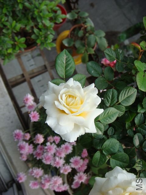 DSC00754A.jpg