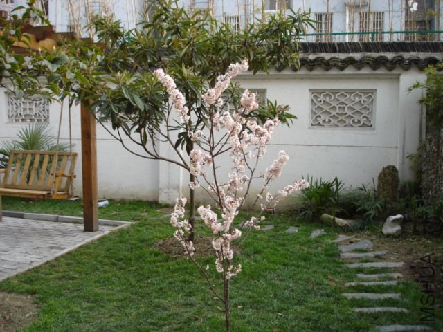 A1.JPG