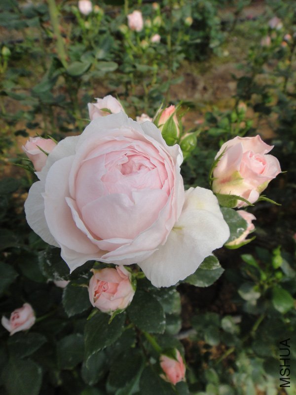 DSC05376.jpg